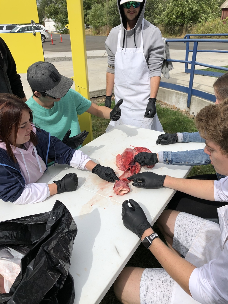 Animal Science students learning how the respiratory system works through dissection.